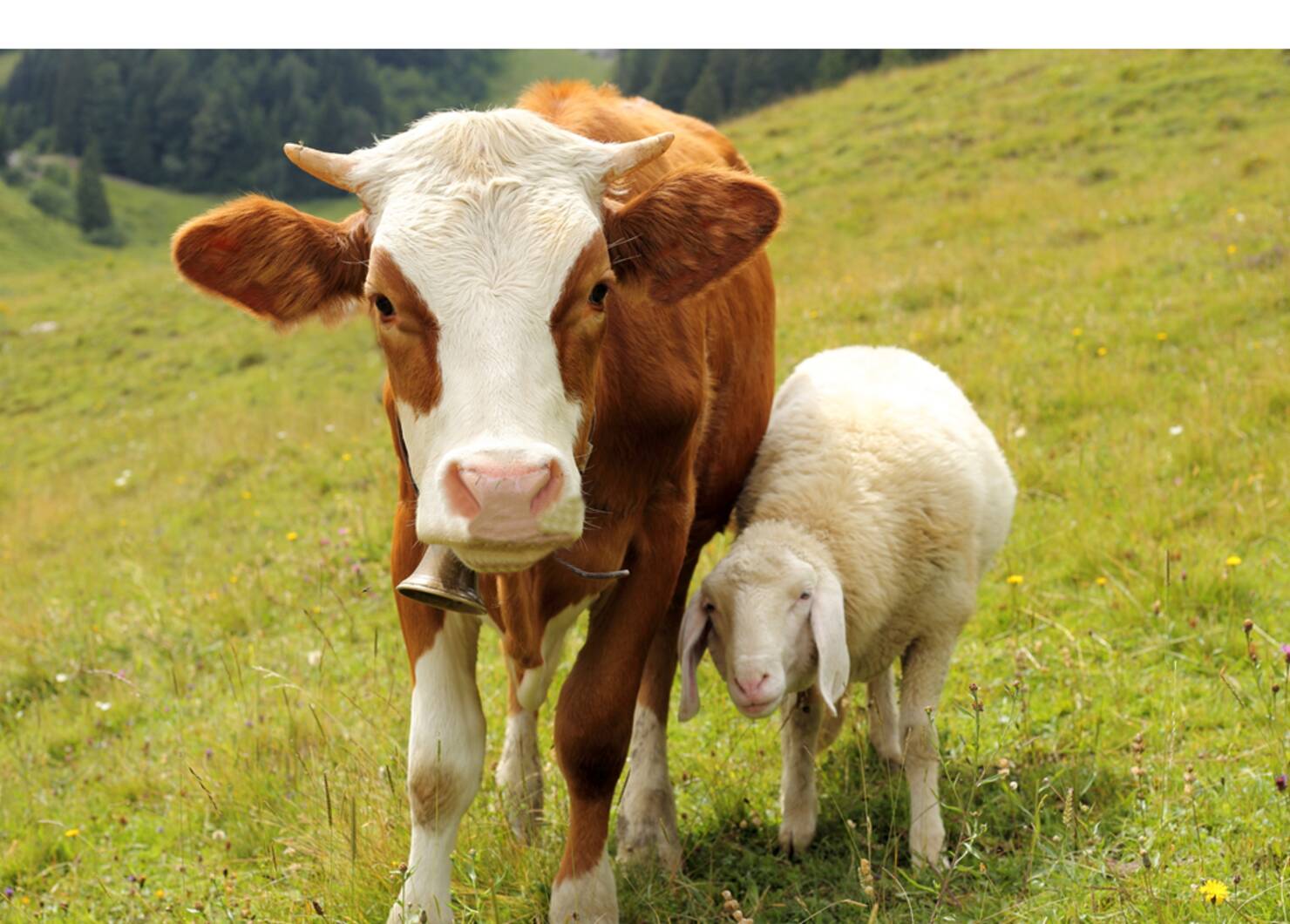Endoscopen voor koeien en vee
